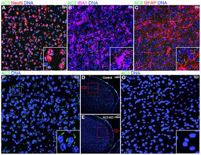 Comparative Phosphoproteomic Profiling of Type III Adenylyl Cyclase Knockout and Control, Male, and Female Mice